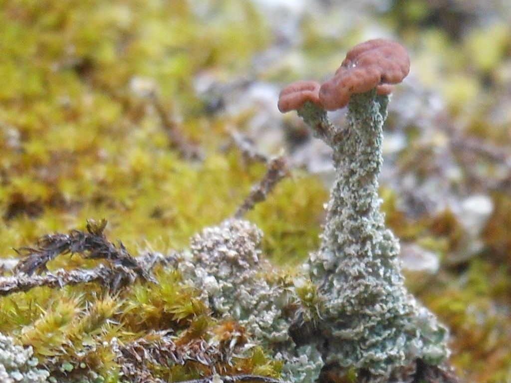 Cladonia sp. dalla Gallura 1